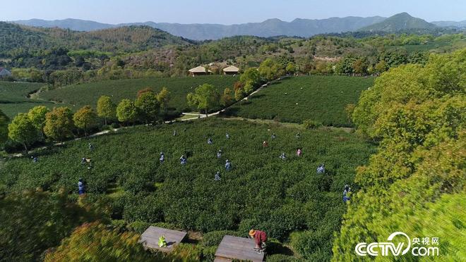 乡土：行走魅力茶乡 紫笋故里寻茶香 7月13日