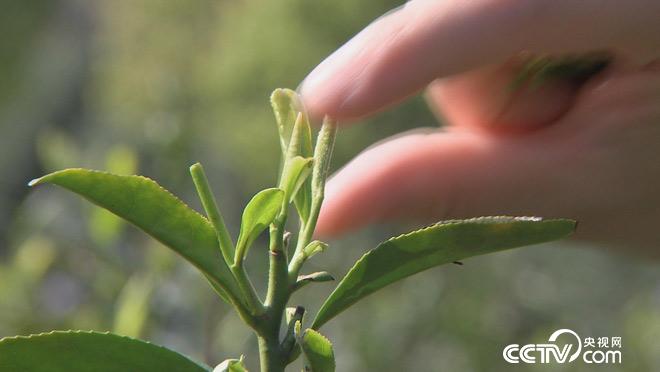 乡土：行走魅力茶乡 紫笋故里寻茶香 7月13日
