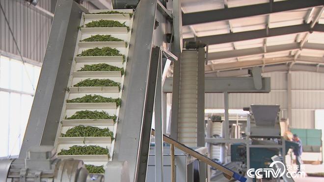 乡土：行走魅力茶乡 紫笋故里寻茶香 7月13日