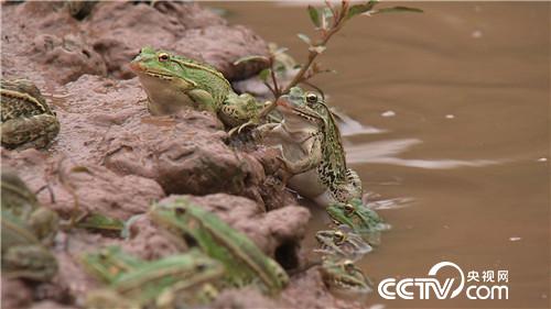 [致富经]惹争议的90后小伙养蛙赚钱顶呱呱 20180730 