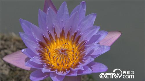 [致富经]当兵是好兵 创业是牛人 20180801 