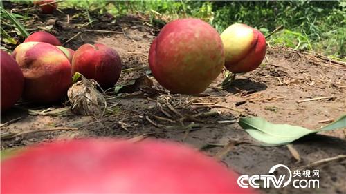 [致富经]当兵是好兵 创业是牛人 20180801 