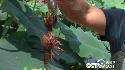 [致富经]当兵是好兵 创业是牛人 20180801 