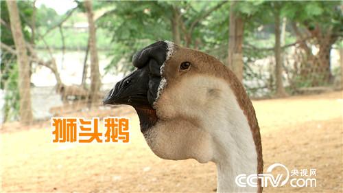 [致富经]挑剔媳妇养怪鹅 三招&ldquo;借&rdquo;来千万财 20180807 