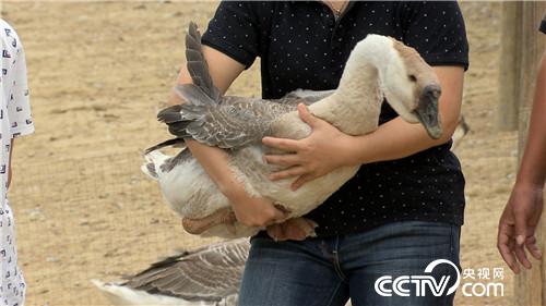 [致富经]挑剔媳妇养怪鹅 三招&ldquo;借&rdquo;来千万财 20180807 