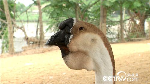 [致富经]挑剔媳妇养怪鹅 三招&ldquo;借&rdquo;来千万财 20180807 