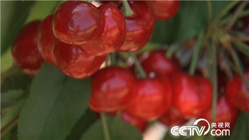 [致富经]58岁被骗只剩200元之后 20180814 