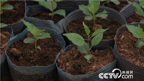 [致富经]58岁被骗只剩200元之后 20180814 