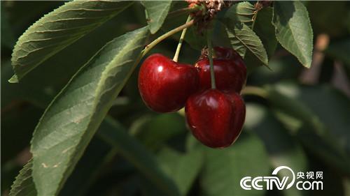 [致富经]58岁被骗只剩200元之后 20180814 