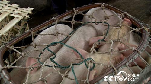 [致富经]离异女人养熊猫猪 迎来爱情又赚钱 20180815 