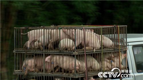 [致富经]离异女人养熊猫猪 迎来爱情又赚钱 20180815 