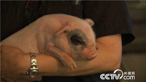 [致富经]离异女人养熊猫猪 迎来爱情又赚钱 20180815 