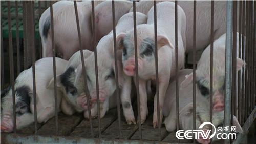 [致富经]离异女人养熊猫猪 迎来爱情又赚钱 20180815 