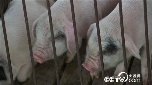 [致富经]离异女人养熊猫猪 迎来爱情又赚钱 20180815 