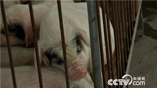 [致富经]离异女人养熊猫猪 迎来爱情又赚钱 20180815 