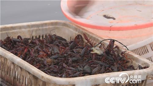 乡土：古韵荆州的别样味道 8月22日