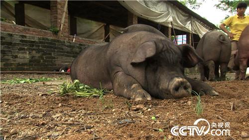 [致富经]连赔7年后 行情下跌 他却赚快钱 20180820 