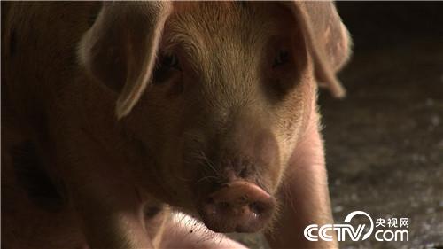 [致富经]连赔7年后 行情下跌 他却赚快钱 20180820 