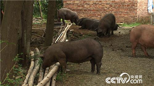 [致富经]连赔7年后 行情下跌 他却赚快钱 20180820 