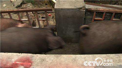 [致富经]连赔7年后 行情下跌 他却赚快钱 20180820 