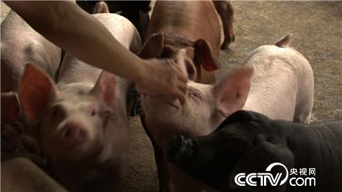 [致富经]连赔7年后 行情下跌 他却赚快钱 20180820 