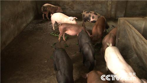 [致富经]连赔7年后 行情下跌 他却赚快钱 20180820 