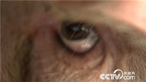 [致富经]连赔7年后 行情下跌 他却赚快钱 20180820 