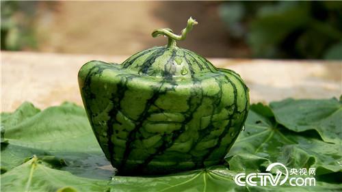 [致富经]小伙迷上&ldquo;一指弹&rdquo; 靠借净赚几百万 20180821 