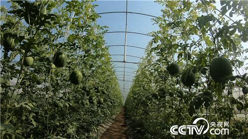 [致富经]小伙迷上&ldquo;一指弹&rdquo; 靠借净赚几百万 20180821 