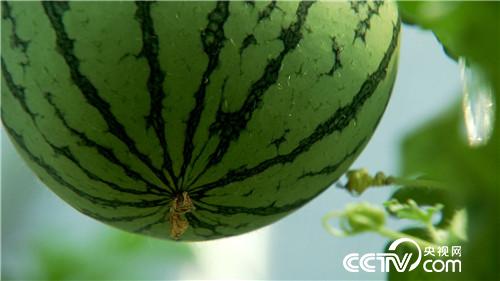 [致富经]小伙迷上&ldquo;一指弹&rdquo; 靠借净赚几百万 20180821 