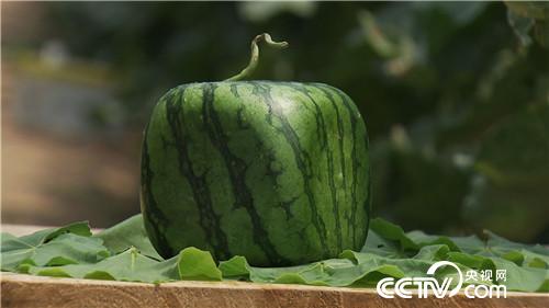 [致富经]小伙迷上&ldquo;一指弹&rdquo; 靠借净赚几百万 20180821 