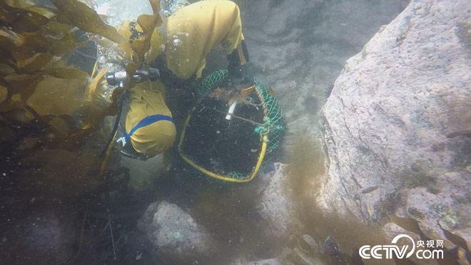 乡土：寻味中国 獐子岛 8月27日