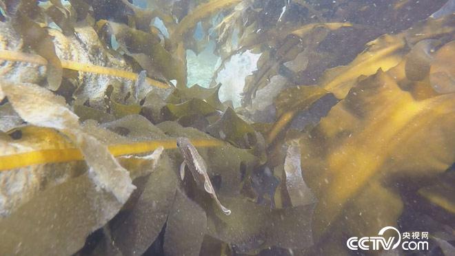 乡土：寻味中国 獐子岛 8月27日