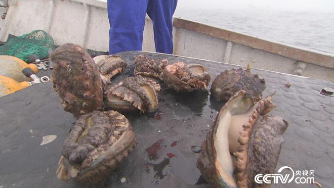 乡土：寻味中国 獐子岛 8月27日