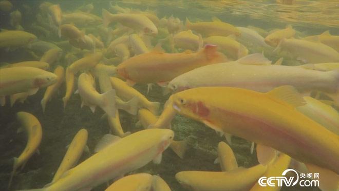 乡土：寻味中国 永昌 8月30日