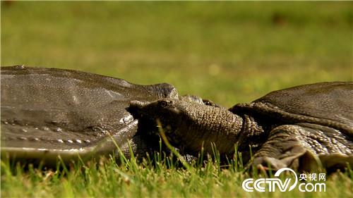 [致富经]恩爱夫妻 玩着把钱赚 20180827 