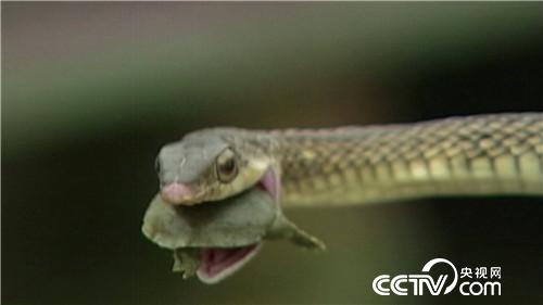 [致富经]恩爱夫妻 玩着把钱赚 20180827 