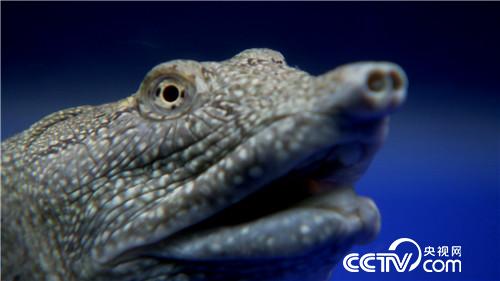 [致富经]恩爱夫妻 玩着把钱赚 20180827 