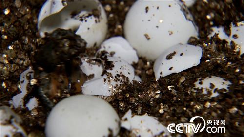 [致富经]恩爱夫妻 玩着把钱赚 20180827 