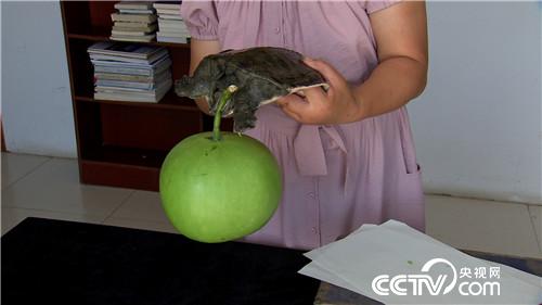 [致富经]恩爱夫妻 玩着把钱赚 20180827 