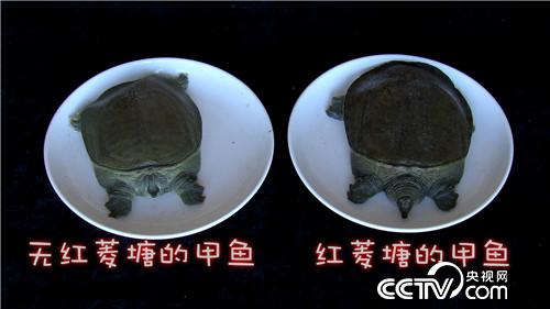 [致富经]恩爱夫妻 玩着把钱赚 20180827 