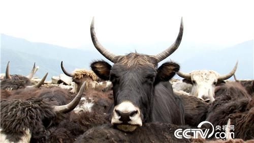 [致富经]百万牦牛财 剪毛剪出来 20180903 