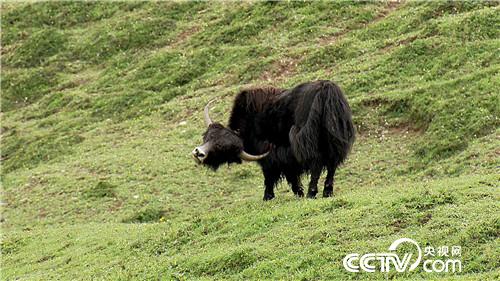 [致富经]百万牦牛财 剪毛剪出来 20180903 
