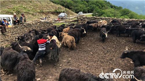 [致富经]百万牦牛财 剪毛剪出来 20180903 