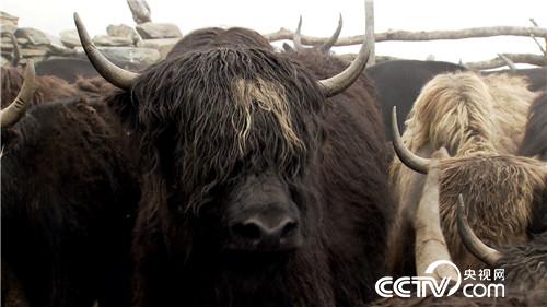 [致富经]百万牦牛财 剪毛剪出来 20180903 