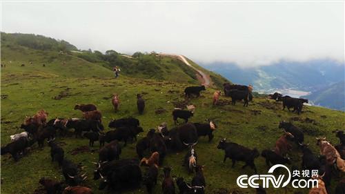 [致富经]百万牦牛财 剪毛剪出来 20180903 