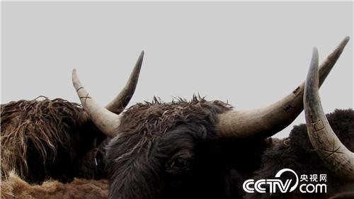 [致富经]百万牦牛财 剪毛剪出来 20180903 