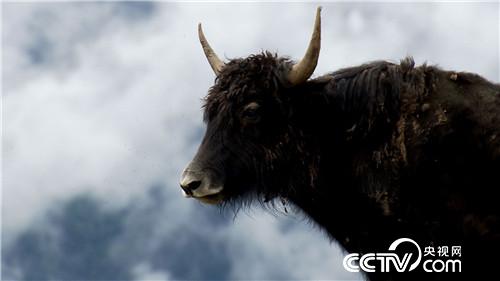 [致富经]百万牦牛财 剪毛剪出来 20180903 