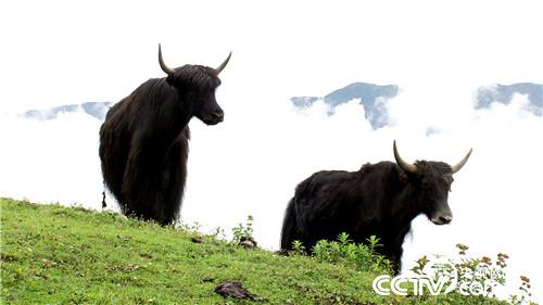 [致富经]百万牦牛财 剪毛剪出来 20180903 