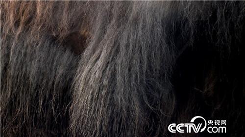 [致富经]百万牦牛财 剪毛剪出来 20180903 